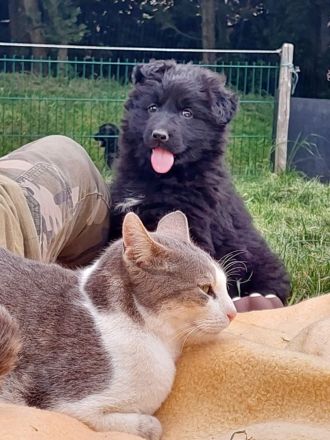 Altdeutsche Schäferhunde Welpen