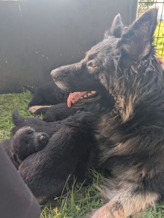 Altdeutsche Schäferhunde Welpen