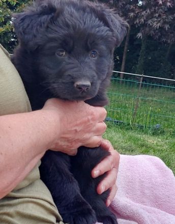 Altdeutsche Schäferhunde Welpen