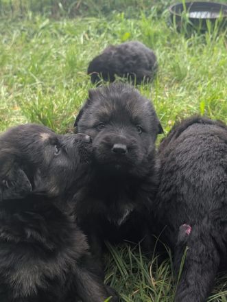 Altdeutsche Schäferhunde Welpen