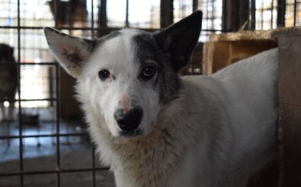 Rika sucht Menschen mit Hundeverstand