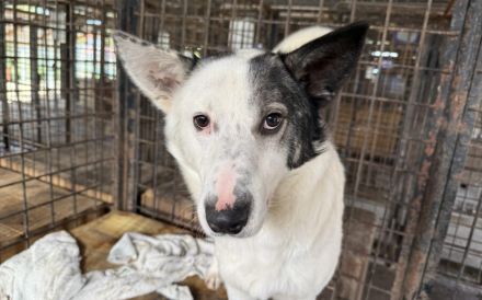 Rika sucht Menschen mit Hundeverstand