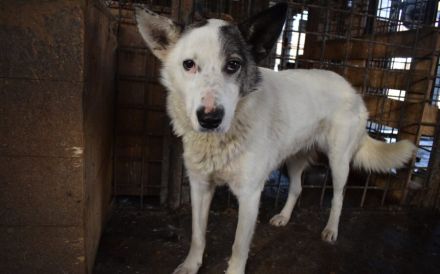 Rika sucht Menschen mit Hundeverstand