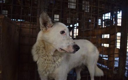 Rika sucht Menschen mit Hundeverstand