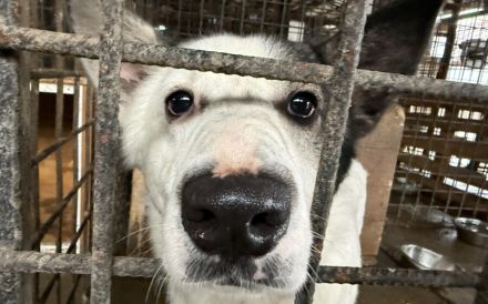 Rika sucht Menschen mit Hundeverstand
