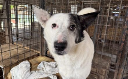 Rika sucht Menschen mit Hundeverstand