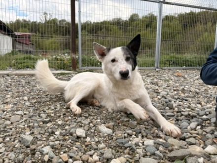 Rika sucht Menschen mit Hundeverstand