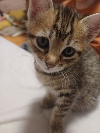 Kitten