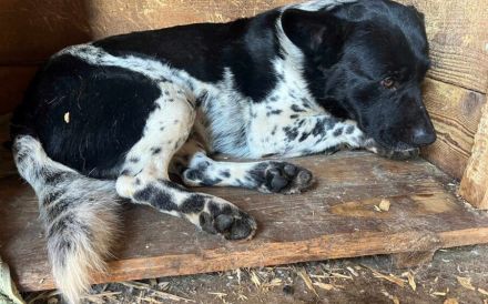 Sayo sucht ein sehr erfahrenes Zuhause