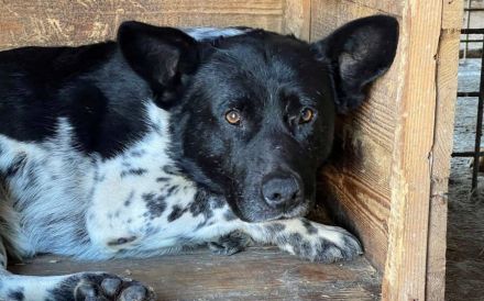 Sayo sucht ein sehr erfahrenes Zuhause