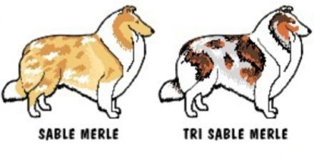 Suche eine Langhaarcollie Hündin in Salbei merle