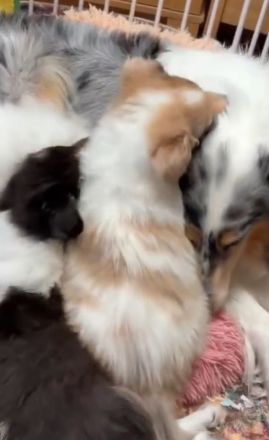 Suche eine Langhaarcollie Hündin in Salbei merle