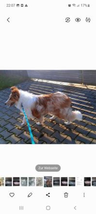 Suche eine Langhaarcollie Hündin in Salbei merle