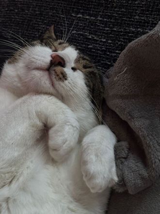 Brüderpaar aus Rettung sucht liebevolles Zuhause