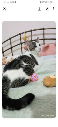 Brüderpaar aus Rettung sucht liebevolles Zuhause