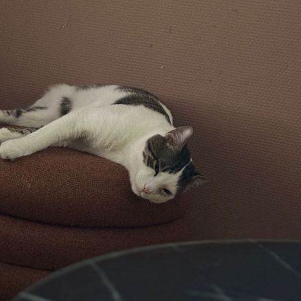 Brüderpaar aus Rettung sucht liebevolles Zuhause