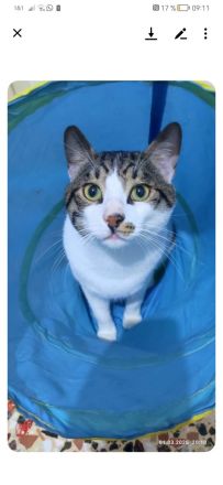 Brüderpaar aus Rettung sucht liebevolles Zuhause