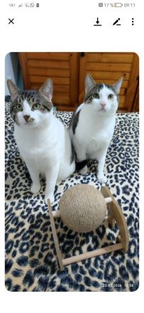 Brüderpaar aus Rettung sucht liebevolles Zuhause