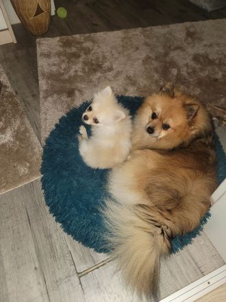 Deckrüde Kleinspitz