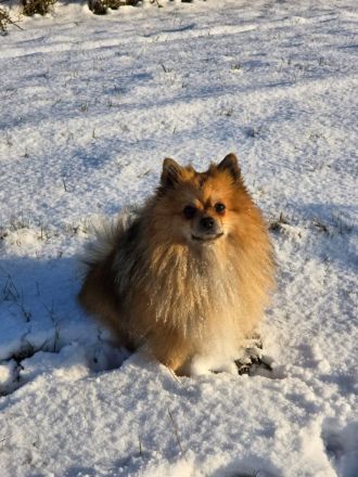 Deckrüde Kleinspitz