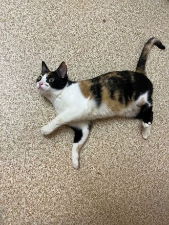 Superliebes Schwesternpaar sucht ihr Forever Home