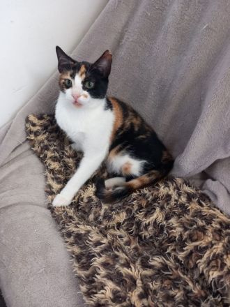 Superliebes Schwesternpaar sucht ihr Forever Home