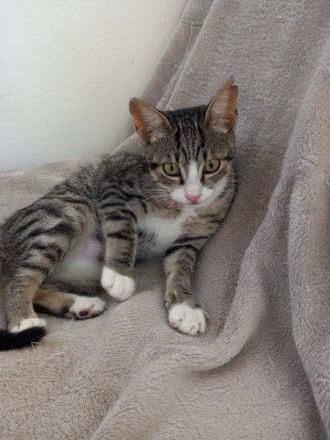Superliebes Schwesternpaar sucht ihr Forever Home