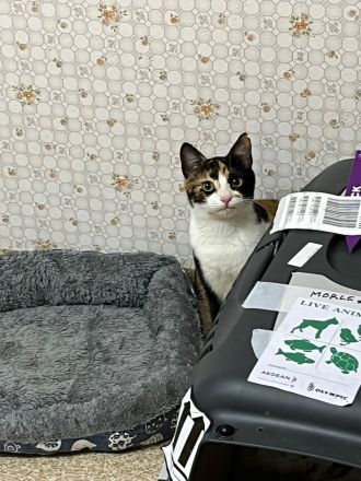 Superliebes Schwesternpaar sucht ihr Forever Home