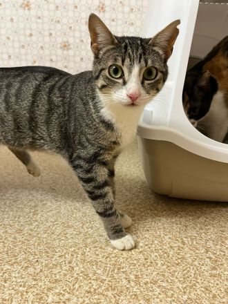 Superliebes Schwesternpaar sucht ihr Forever Home