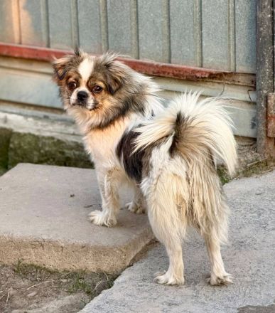 Clee, kleine, süsse Mischlingshündin sucht ihr Glück bei lieben Menschen