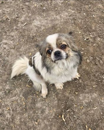 Clee, kleine, süsse Mischlingshündin sucht ihr Glück bei lieben Menschen