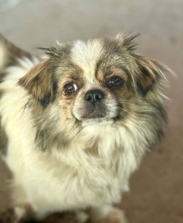 Clee, kleine, süsse Mischlingshündin sucht ihr Glück bei lieben Menschen