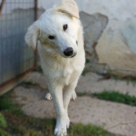 Hündin Rita / derzeit noch in Griechenland