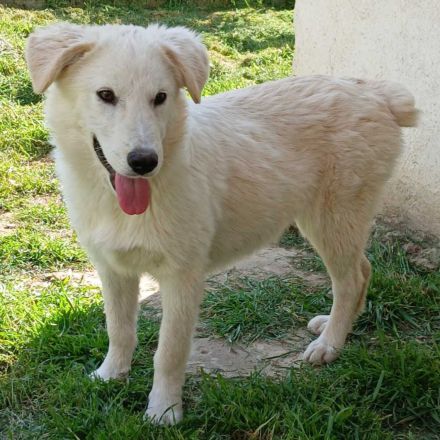 Hündin Rita / derzeit noch in Griechenland