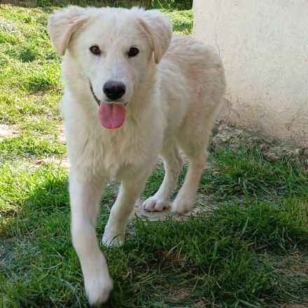 Hündin Rita / derzeit noch in Griechenland