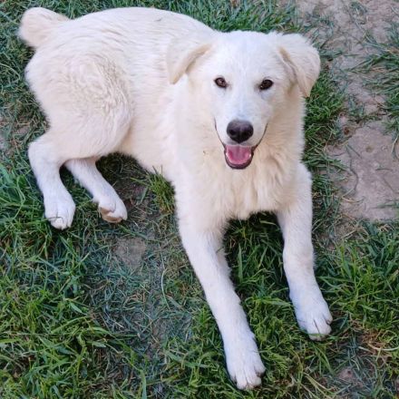 Hündin Rita / derzeit noch in Griechenland