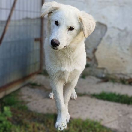Hündin Rita / derzeit noch in Griechenland