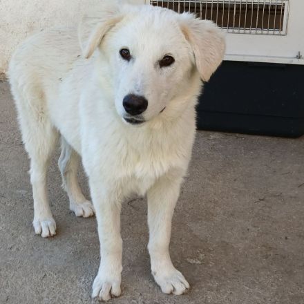 Hündin Rita / derzeit noch in Griechenland