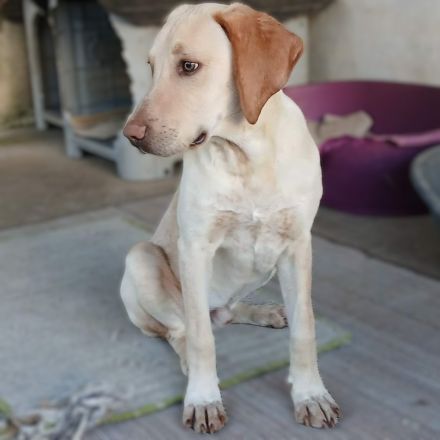 Welpe Tim / männlich / derzeit noch in Griechenland