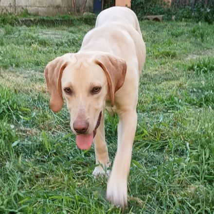 Welpe Tim / männlich / derzeit noch in Griechenland