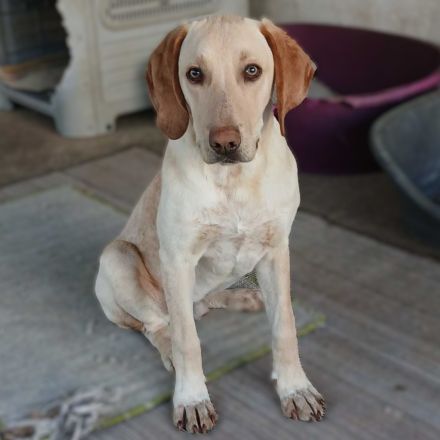 Welpe Tim / männlich / derzeit noch in Griechenland