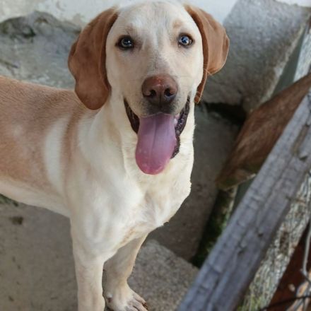 Welpe Tim / männlich / derzeit noch in Griechenland