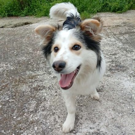 Rüde Theo / derzeit noch in Griechenland