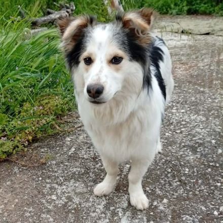 Rüde Theo / derzeit noch in Griechenland