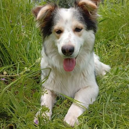 Rüde Theo / derzeit noch in Griechenland