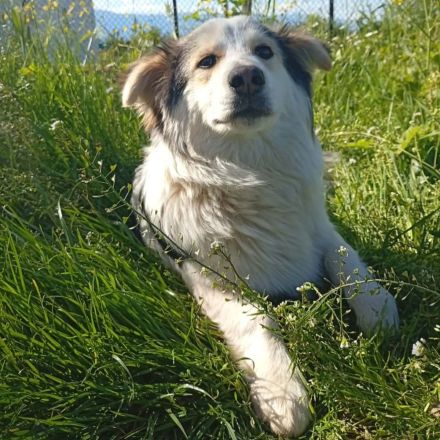 Rüde Theo / derzeit noch in Griechenland