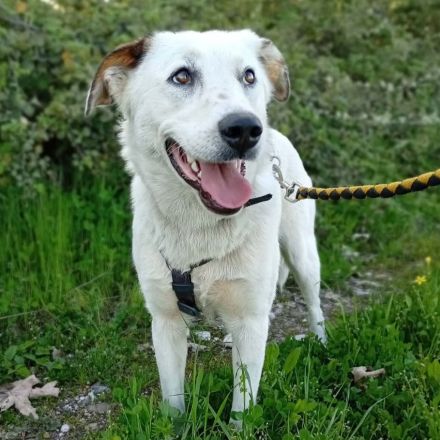 Hündin Suri / derzeit noch in Griechenland