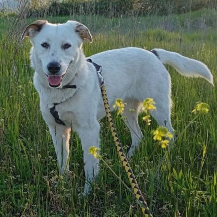 Hündin Suri / derzeit noch in Griechenland