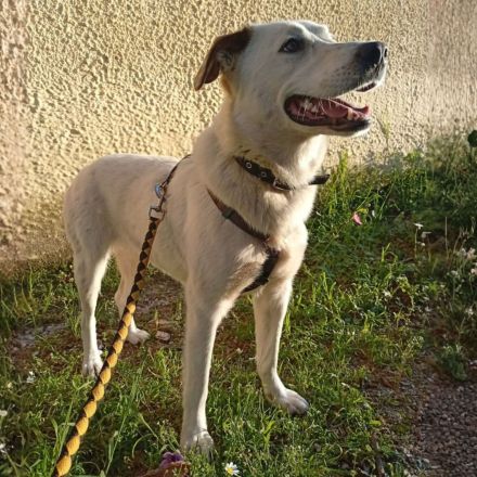 Hündin Suri / derzeit noch in Griechenland