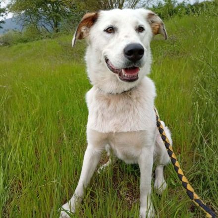 Hündin Suri / derzeit noch in Griechenland